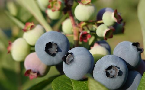 ブルーベリーソース『紫珠 -sijyu- 壱号』140g×3本（北海道仁木町産） 果物 ブルーベリー フルーツ ソース 加工食品 瓶詰 くだもの [しろうさファーム]