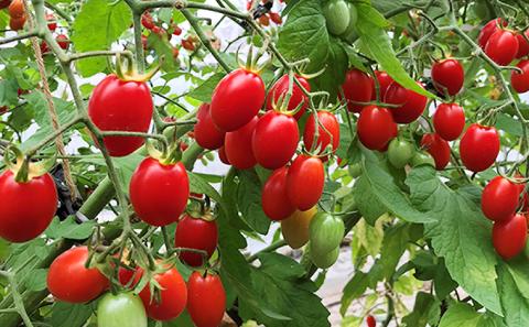 【愛してアイコ】ジュース 180ml×6本 セット 果汁飲料 野菜飲料 トマトジュース 野菜ジューストマト とまと ミニトマト [嶋田茂農園匠]