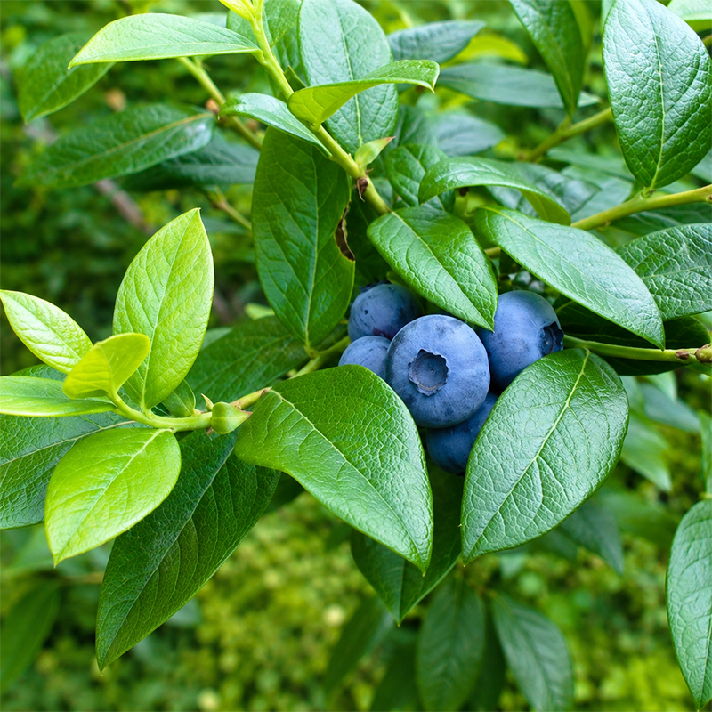 北海道仁木町産 ブルーベリージャム 120g×6本 [iori farm] 栽培