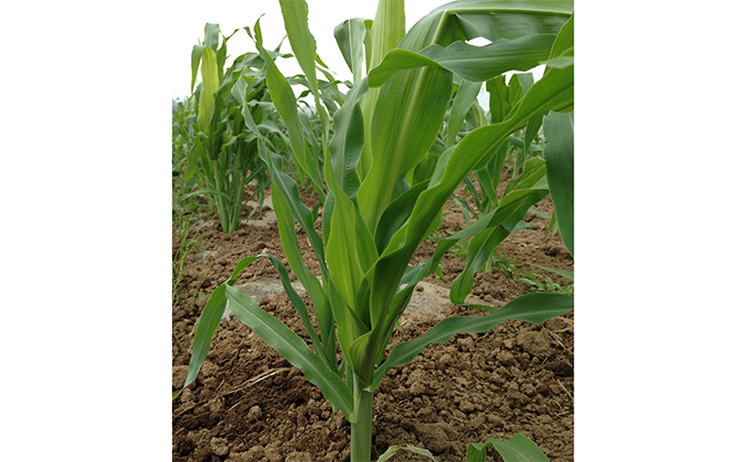 [先行受付] 北海道 仁木町産 とうもろこし 恵味ゴールド スイートコーン 11本 セット 野菜 コーン 甘い [峠のふもと紅果園]