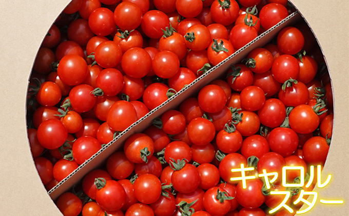 [先行受付] 北海道 仁木町産 ミニトマト 3kg サイズ混合 アイコ または キャロルスター野菜 トマト [今野農園]