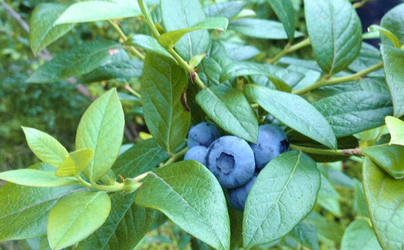 北海道仁木町産 ブルーベリージャム 120g×6本 [iori farm] 栽培期間中 除草剤不使用 果物 詰合せ セット フルーツ