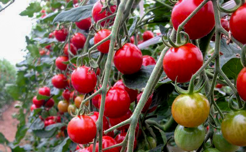 北海道仁木町産 ミニトマト100％ジュース180ml×2本・自然栽培ブルーベリージャム120g×2本セット 栽培期間中 除草剤・化学農薬・化学肥料不使用 野菜ジュース 果汁飲料 野菜飲料 [iori farm hokkaido]