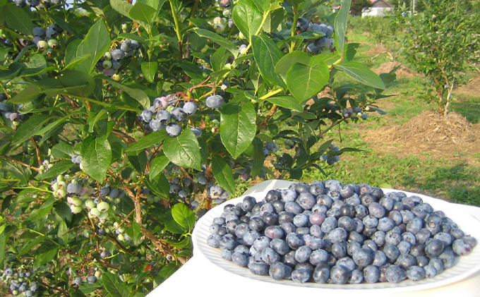 【北のハイグレード食品認定】有機ブルーベリージュース 紺碧の恋 100ml×10本 化粧箱入り 果汁飲料 野菜飲料 飲料 ジュース ブルーベリー 果物 くだもの [株式会社　自然農園]