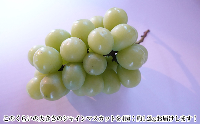 [先行受付] 北海道 仁木町産 シャインマスカット 約1.6kg 4房（1房400g前後） 果物 ぶどう フルーツ 果物類 ブドウ シャインマスカット マスカット [和田農園]