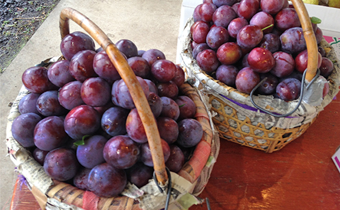 [先行受付] 10月お届け 北海道 仁木産 フレッシュ プルーン 約2kg（サイズ混合）品種 おまかせ 果物 くだもの フルーツ [峠のふもと　紅果園]