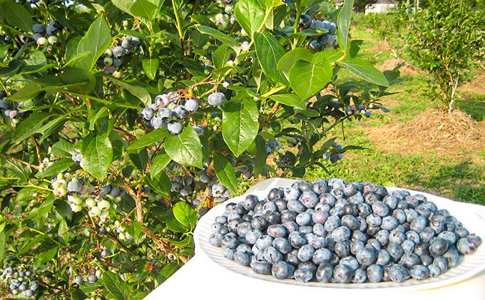 【有機JAS認証】北海道仁木町産オーガニック冷凍ブルーベリー140g×5パック 計700g 果物 フルーツ 冷凍フルーツ 有機栽培 樹上完熟 手摘み トッピング  [株式会社 自然農園]