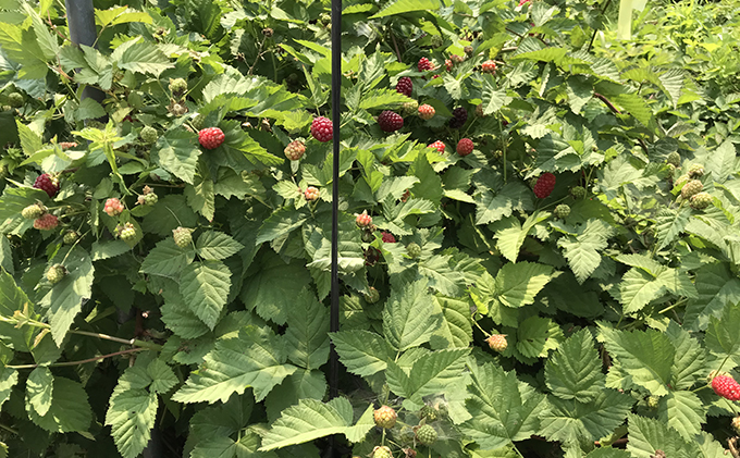 北海道仁木町産 冷凍 ベリーセット〈ブルーベリー・ボイセンベリー・ラズベリー・ジューンベリー〉各140g 計5パック 果物 フルーツ 冷凍フルーツ 有機栽培 樹上完熟 ひんやりスイーツ ジャム 製菓 加工用  [株式会社 自然農園]