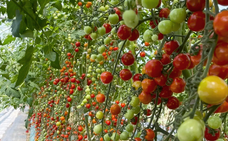 [野菜ソムリエサミット金賞・銀賞] ミニトマト 詰め合わせ 1kg ピッコラカナリア ・ キャロルスター 各500g 北海道仁木町産 野菜 やさい トマト おやつ セット お楽しみ [3N株式会社]