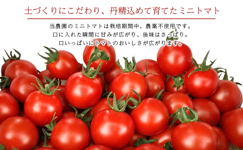 [先行受付/2025年産][栽培期間中 農薬・化学肥料不使用] 北海道 仁木町産 ミニトマト エコスイート 1.2kg×2箱 サイズ混載 トマト野菜 やさい  [Farm Watanabe]