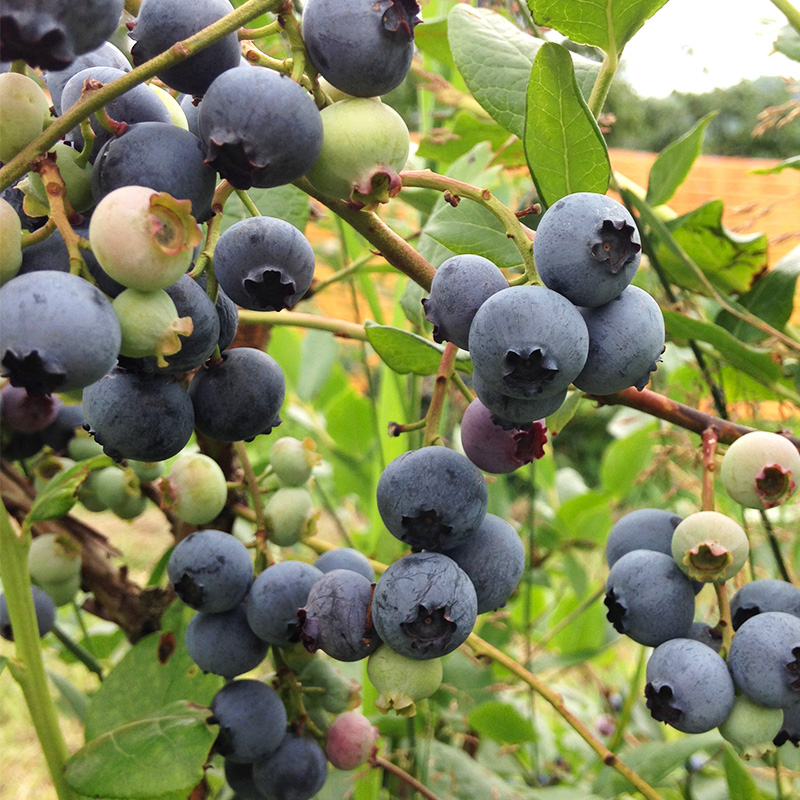 峠のふもと紅果園の冷凍ブルーベリー約1.5kg（500g×3）サイズ混載 果物 くだもの 加工食品 フルーツ ブルーベリー [峠のふもと紅果園]