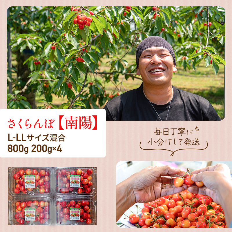 先行受付 さくらんぼ 南陽 800g（200g×4）L-LLサイズ混合 サクランボ チェリー フルーツ 果物 果物類 北海道 仁木町 仁木 [大塚農園]