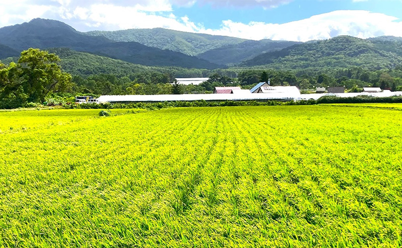 北海道 仁木町産 特別栽培米 おぼろづき 5kg 紅果園の産直米 お米 白米 ご飯 ブランド米 銘柄米 精米 おにぎり お弁当 和食 産地直送 国産 食卓 [峠のふもと紅果園]
