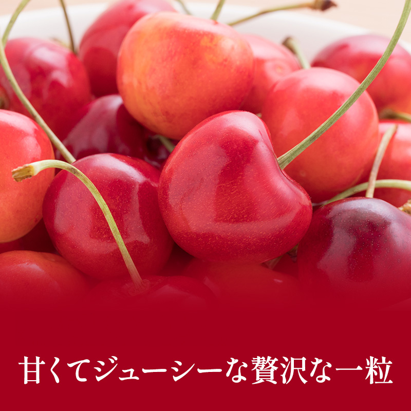 先行受付 北海道 仁木町産「匠」 さくらんぼ 【 佐藤錦 】300g×2 嶋田茂農園  サクランボ チェリー フルーツ 果物 果物類  仁木町 仁木 [嶋田茂農園匠]