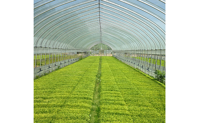 北海道 仁木町産 紅果園の産直米 特別栽培 ゆめぴりか 5kg お米 米 ご飯 ごはん こめ コメ 精米 白米 弁当 おにぎり[峠のふもと紅果園]