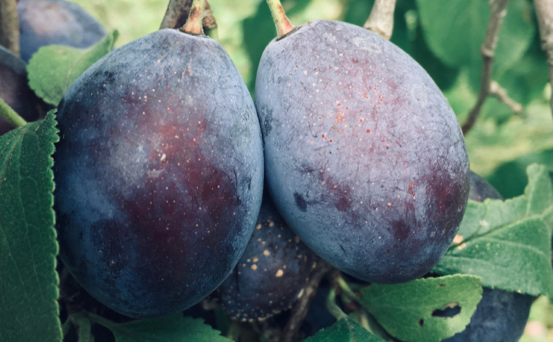 北海道仁木町産 プルーンジャム 120g×2本 [iori farm] 栽培期間中 除草剤不使用