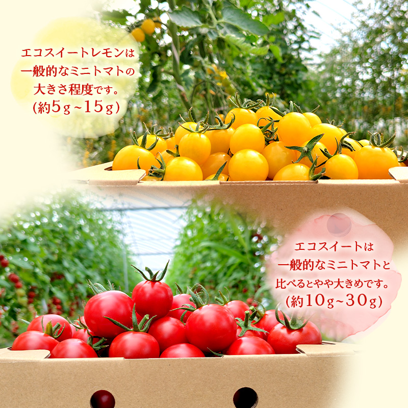 北海道 仁木町産 高糖度 ミニトマト 【エコスイートレモン(新品種)&エコスイートのMIX】1.2kg×4箱 [栽培期間中 農薬・化学肥料不使用、除草剤不使用] サイズ混載 2025年産 [Farm Watanabe]