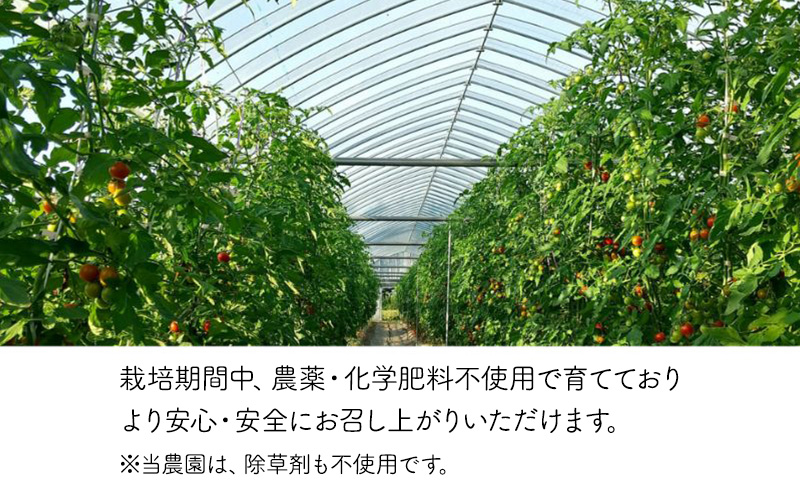 北海道 仁木町産 高糖度 ミニトマトジュース 1L×12本 [エコスイートレモン(新品種)] 無塩・無糖・保存料無添加 栽培期間中農薬・化学肥料・除草剤不使用【2025年産】 [Farm Watanabe]