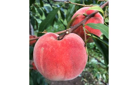 [先行受付] 北海道 仁木町産 「匠」の桃 5～6玉セット 桃 果物 もも モモ フルーツ 白桃 [株式会社 嶋田茂農園匠]