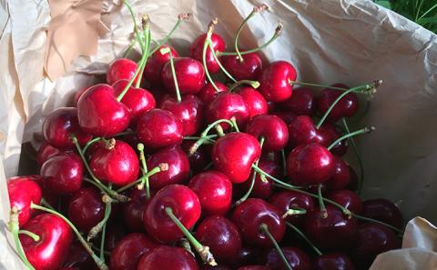 北海道産 サミット800g (200g×4パック) バラ 秀品 Lサイズ以上　朝採り 当日発送 さくらんぼ サクランボ チェリー フルーツ 果物 果物類 ギフト 北海道 仁木町 仁木 [株式会社NIKI Hillsファーム]