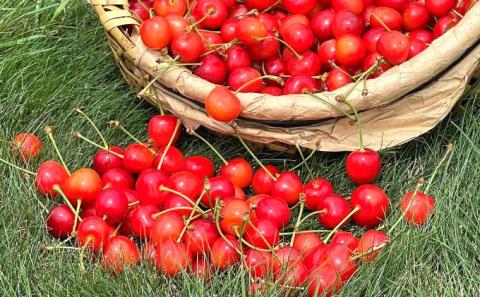 北海道産 紅秀峰 800g (200g×4パック) バラ 秀品 Lサイズ以上　朝採り 当日発送  さくらんぼ サクランボ チェリー フルーツ 果物 果物類 北海道 仁木町 仁木 [株式会社NIKI Hillsファーム]