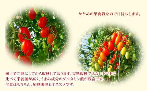 北海道仁木町産ミニトマト【アイコ】1.2kg×8箱 サイズ混載 ［栽培期間中 農薬不使用］ 高糖度 果肉 厚い かため 日持ち 完熟 グルタミン酸 生食 加熱調理 農薬節約栽培 [Farm Watanabe]