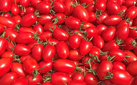 【愛してアイコ】ジュース 180ml×6本 セット 果汁飲料 野菜飲料 トマトジュース 野菜ジューストマト とまと ミニトマト [嶋田茂農園匠]