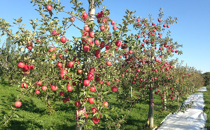 峠のふもと紅果園の完熟フルーツで作ったジャム3種（各150g）＆リンゴジュース（710ml×1本 ）セット 飲料類 果汁飲料 りんご ブルーベリー アップル [峠のふもと紅果園]