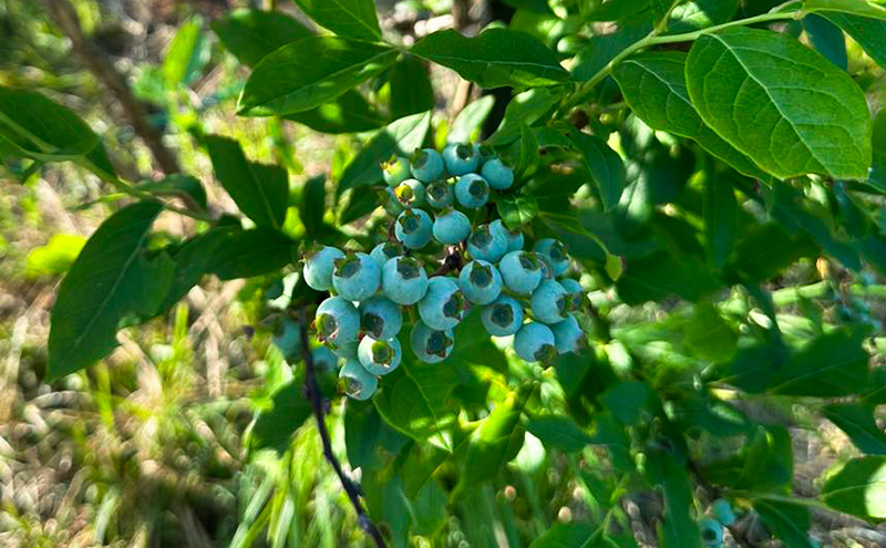 北海道仁木町産 ブルーベリージャム 120g×3本 [iori farm] 栽培期間中 除草剤不使用 果物 詰合せ セット フルーツ
