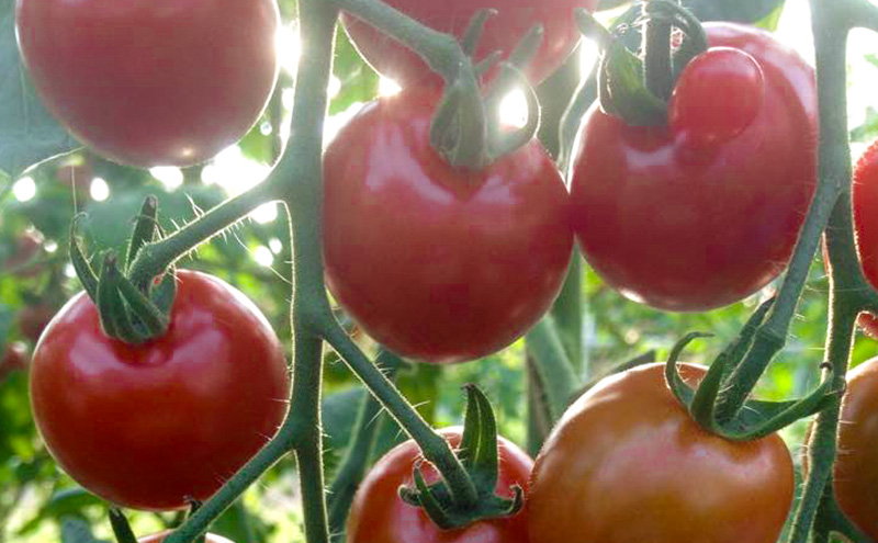 北海道仁木町産 ミニトマト100％ジュース180ml×2本・自然栽培ブルーベリージャム120g×2本セット 栽培期間中 除草剤・化学農薬・化学肥料不使用 野菜ジュース 果汁飲料 野菜飲料 [iori farm hokkaido]