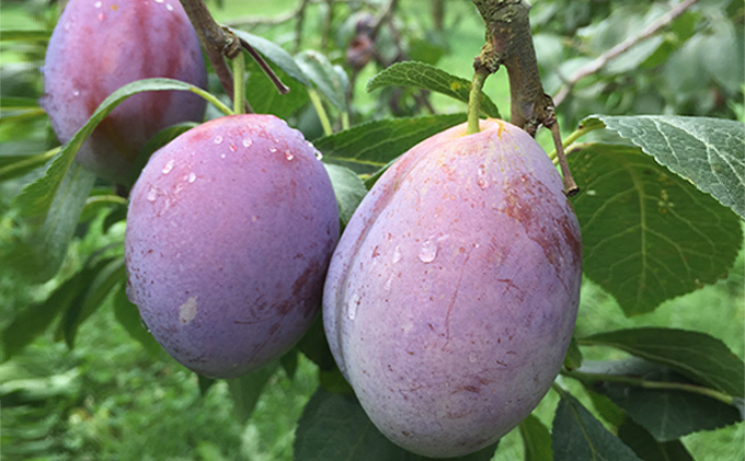 [先行受付] 10月お届け 北海道 仁木産 フレッシュ プルーン 約2kg（サイズ混合）品種 おまかせ 果物 くだもの フルーツ [峠のふもと　紅果園]