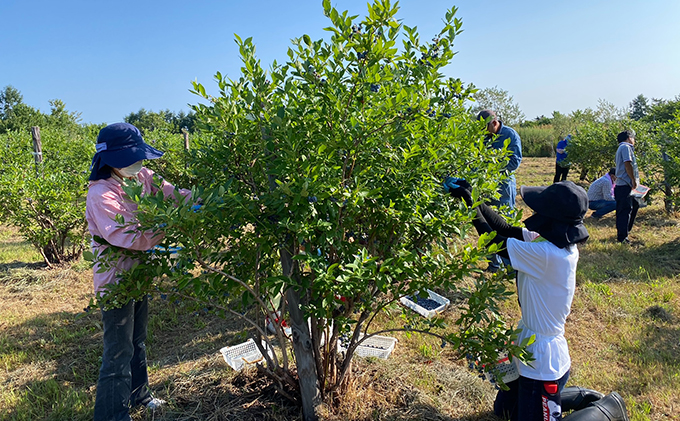 【有機JAS認証】北海道仁木町産オーガニック冷凍ブルーベリー 500g×4パック 計2.0kg 果物 フルーツ 冷凍フルーツ 有機栽培 樹上完熟 手摘み トッピング  [株式会社 自然農園]