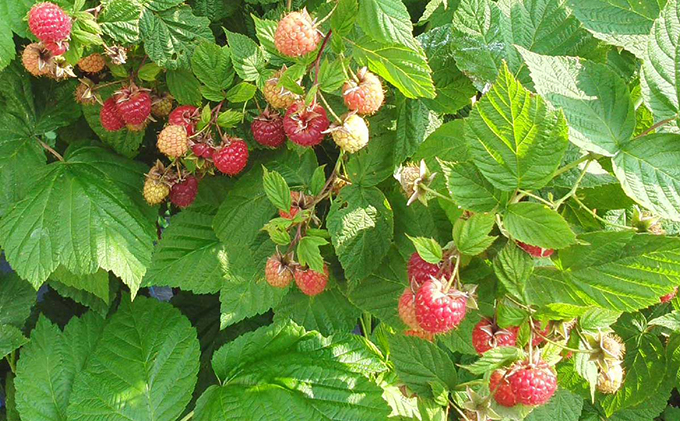 北海道仁木町産 冷凍 ベリーセット〈ブルーベリー・ボイセンベリー・ラズベリー・ジューンベリー〉各140g 計5パック 果物 フルーツ 冷凍フルーツ 有機栽培 樹上完熟 ひんやりスイーツ ジャム 製菓 加工用  [株式会社 自然農園]