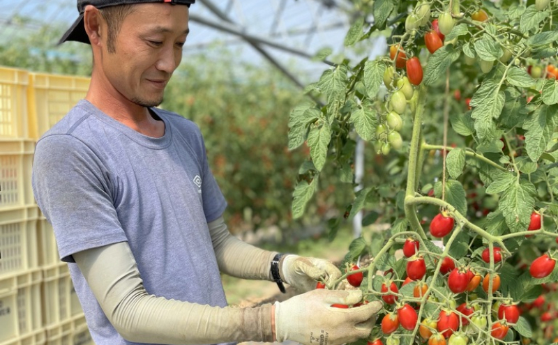 [野菜ソムリエサミット金賞] ミニトマト 1kg キャロルスター 北海道仁木町産 トマト 野菜 やさい おやつ 旨み コク [3N株式会社]