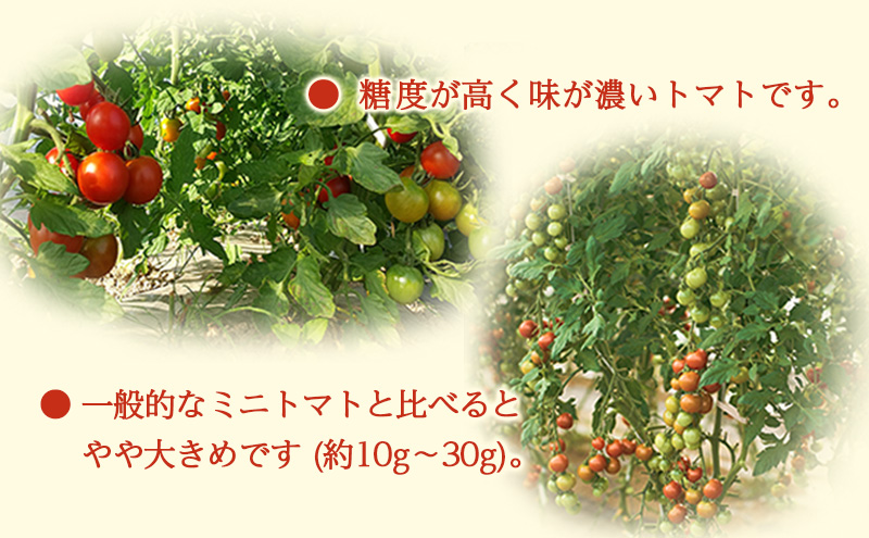 [先行受付/2025年産][栽培期間中 農薬・化学肥料不使用] 北海道 仁木町産 ミニトマト エコスイート 1.2kg×10箱 サイズ混載 トマト野菜 やさい  [Farm Watanabe]