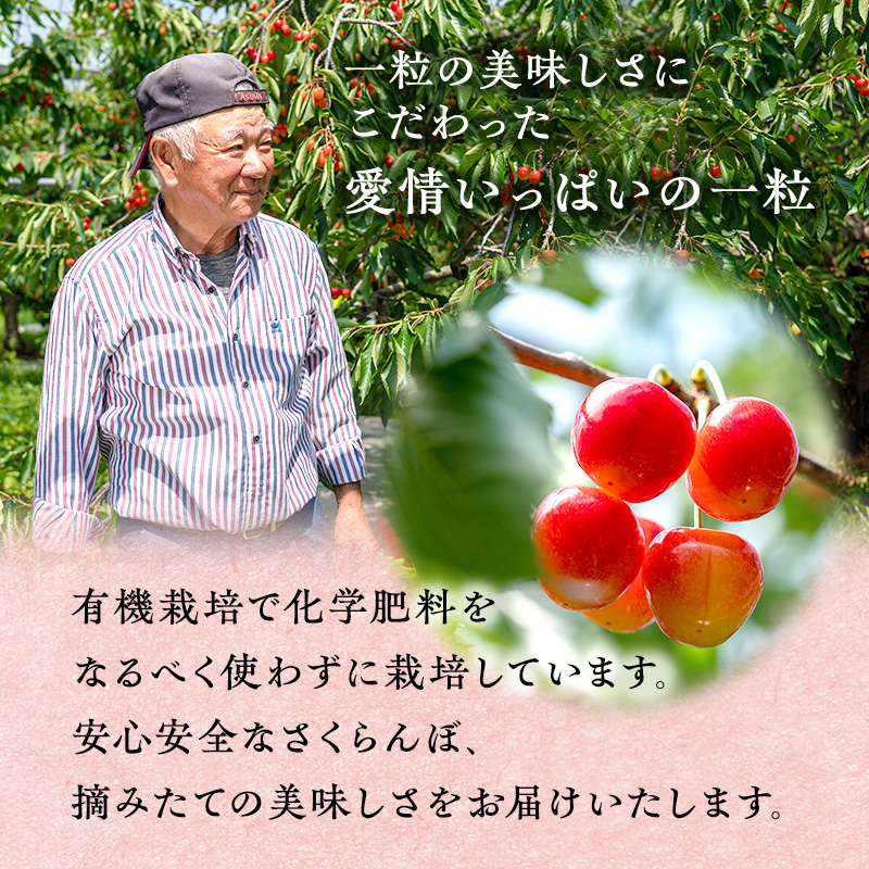 先行受付 さくらんぼ【 佐藤錦 】800g（200g×4）M-Lサイズ混合 サクランボ チェリー フルーツ 果物 果物類 ギフト 北海道 仁木町 仁木 [横山農園]