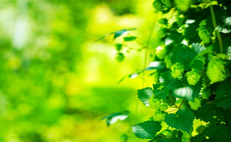 2ヵ月 定期便 北海道仁木町 クラフトビール NIKIYA BREWERY 3本セット ビール (3種 350ml×各1本) 酒 お酒 アルコール 宅飲み 家飲み 晩酌 北海道 仁木町 [合同会社にきやフードクリエイト]