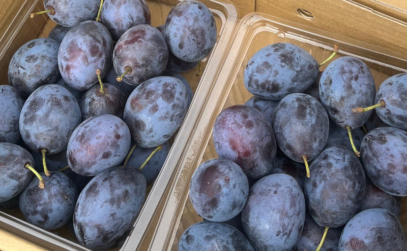 北海道仁木町産 プルーンジャム 120g×2本 [iori farm] 栽培期間中 除草剤不使用