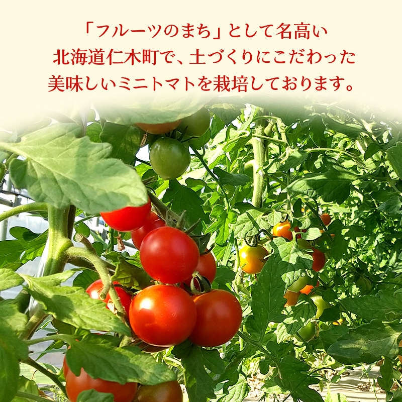 北海道 仁木町産 高糖度 ミニトマト 【エコスイートレモン(新品種)&エコスイートのMIX】1.2kg×8箱 [栽培期間中 農薬・化学肥料不使用、除草剤不使用] サイズ混載 2025年産 [Farm Watanabe]