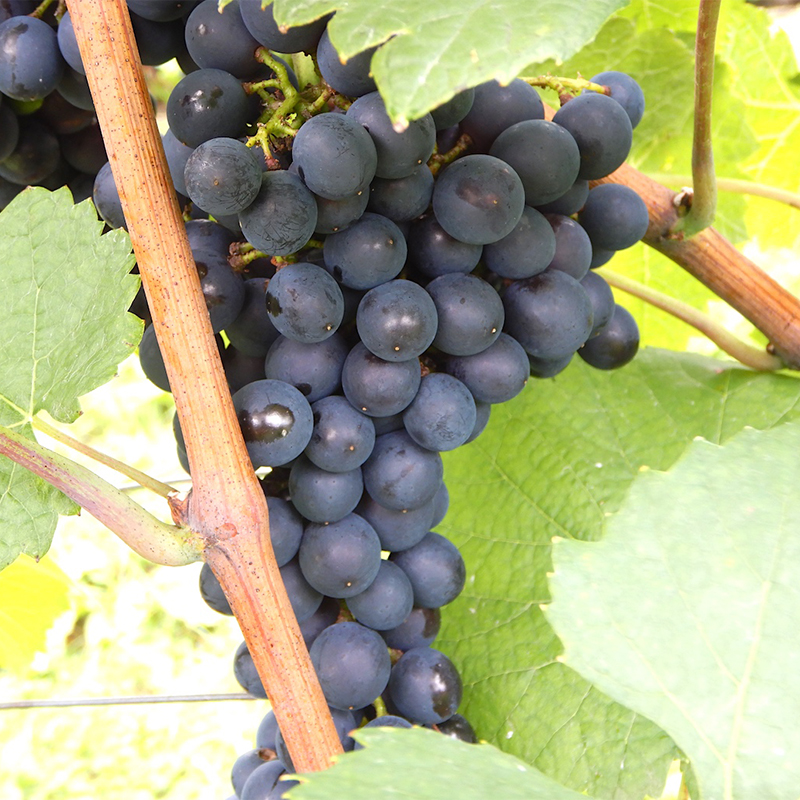 ワイン 北海道 仁木町 の果樹園 Kii's Open Field 赤 白 2本 セット (各750ml) ピノノワール ソーヴィニヨンブラン フルボトル お酒 酒 アルコール 赤ワイン 白ワイン 飲み比べ ぶどう ブドウ [Kii’s Open Field]