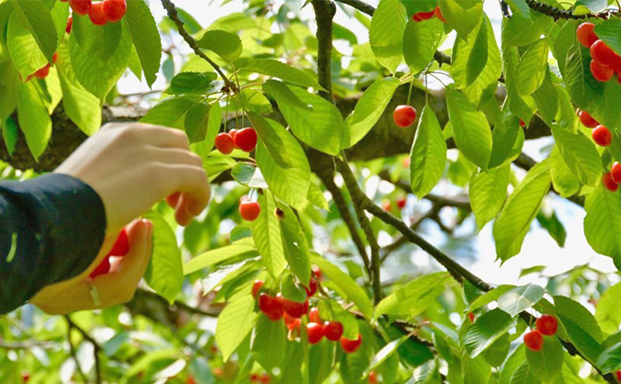 北海道 仁木町産 農業ママのさくらんぼ 800g（200g×4） 佐藤錦 または 南陽  サクランボ チェリー フルーツ 果物 果物類 仁木町 仁木 [トマップファーム]