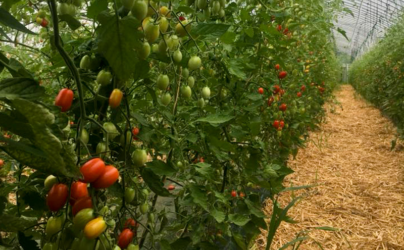 北海道仁木町産 ミニトマト100％ジュース 1000ml×3本 栽培期間中 除草剤・化学農薬・化学肥料不使用 野菜ジュース 果汁飲料 野菜飲料 野菜 [iori farm hokkaido]