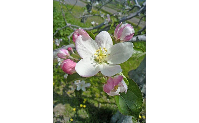 峠のふもと紅果園の完熟！リンゴジュース710ml×12本セット 飲料類 果汁飲料 りんご 林檎 ジュース [峠のふもと紅果園]