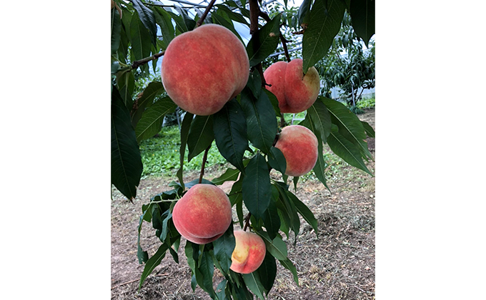 [先行受付] 北海道 仁木町産 「匠」の桃 5～6玉セット 桃 果物 もも モモ フルーツ 白桃 [株式会社 嶋田茂農園匠]