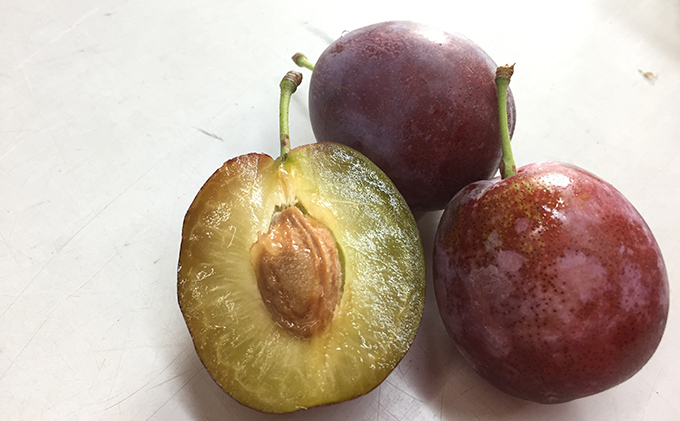 [先行受付] 10月お届け 北海道 仁木産 フレッシュ プルーン 約2kg（サイズ混合）品種 おまかせ 果物 くだもの フルーツ [峠のふもと　紅果園]