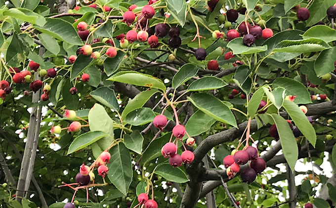 北海道仁木町産 冷凍 ベリーセット〈ブルーベリー・ボイセンベリー・ラズベリー・ジューンベリー〉各140g 計5パック 果物 フルーツ 冷凍フルーツ 有機栽培 樹上完熟 ひんやりスイーツ ジャム 製菓 加工用  [株式会社 自然農園]