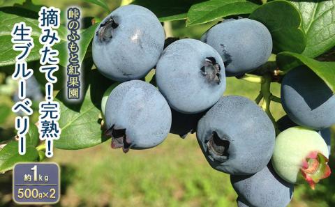 [先行受付] 北海道 仁木町産 摘みたて 完熟 生ブルーベリー 約1kg （500g×2）サイズ混載 果物 くだもの ブルーベリー フルーツ [峠のふもと紅果園]