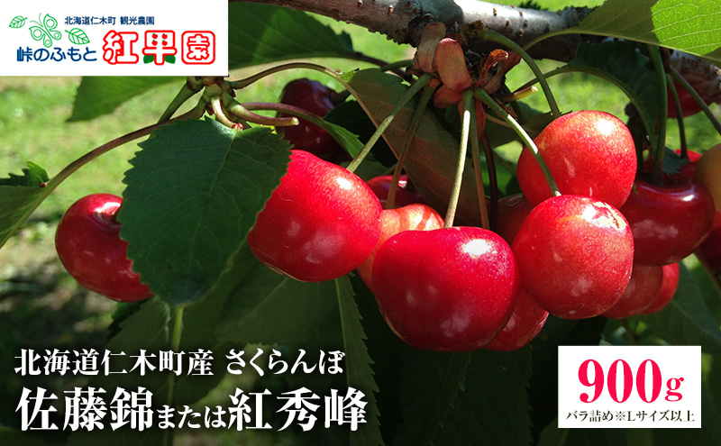 北海道 仁木町産 さくらんぼ【 佐藤錦 】又は【 紅秀峰 】バラ詰め 900g Lサイズ以上　 食後 デザート 旬の果物 サクランボ チェリー フルーツ 果物 果物類 仁木町 仁木 [峠のふもと紅果園]