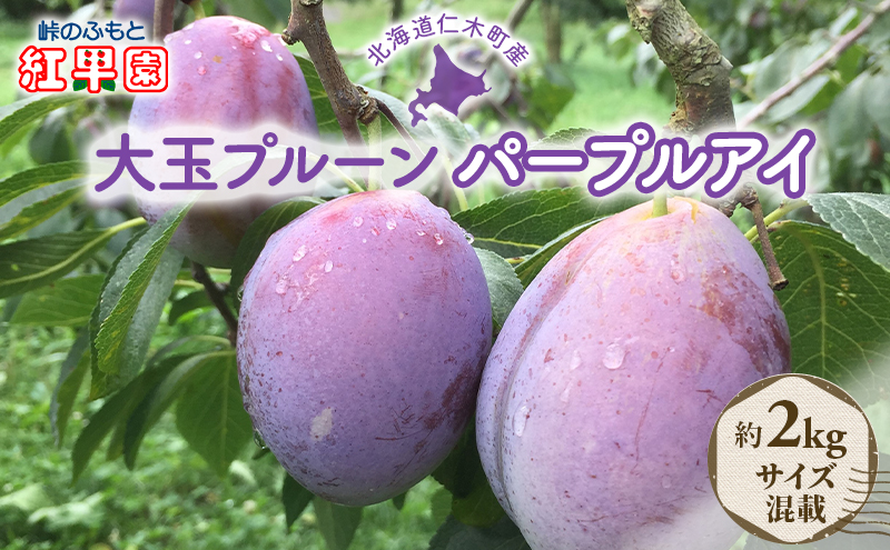 [先行受付] 北海道 仁木町 大玉 プルーン 約2kg サイズ混載 【 パープルアイ 】 果物 果物類 くだもの フルーツ ジューシー [峠のふもと紅果園]