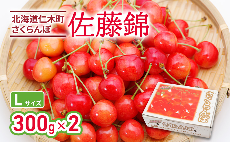先行受付 北海道 仁木町産 さくらんぼ 佐藤錦 300g×2P Lサイズ サクランボ チェリー フルーツ 果物 果物類 仁木町 仁木 [林果樹園]
